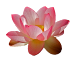 Water Lily PNG File icon png