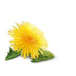 Yellow Dandelion PNG HD icon png